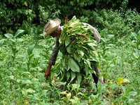 Man som plockar tobaksblad i Kuba