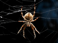 Spindel i nätet