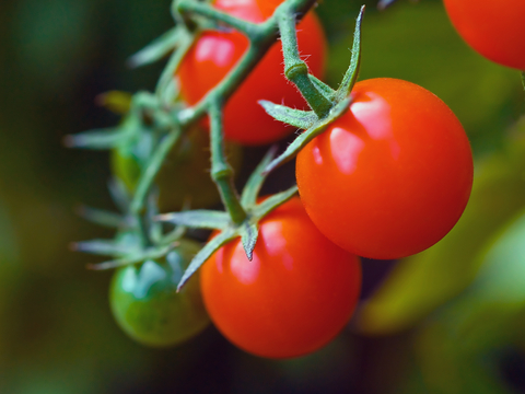 Tomater på kvist